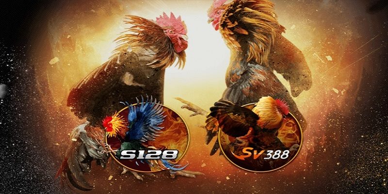 Giải mã game đá gà cựa sắt