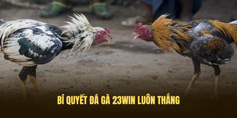 Bí quyết đá gà 23Win luôn thắng