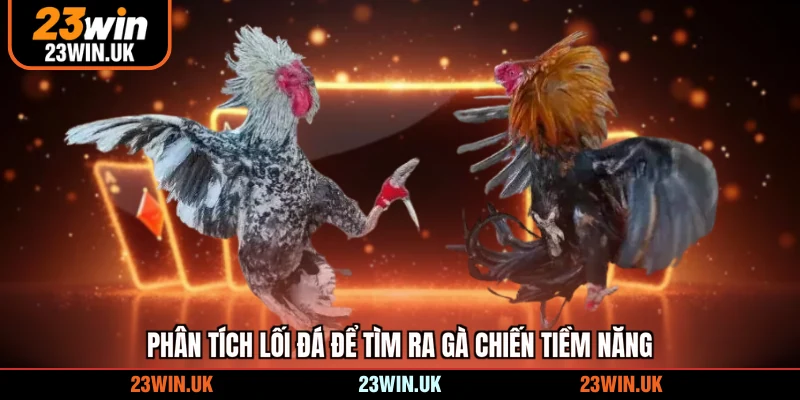 Phân tích lối đá để tìm ra gà chiến tiềm năng